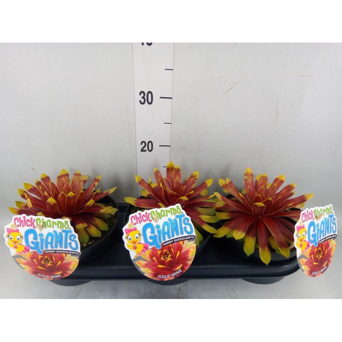 <h4>Sempervivum  'ChickCh Gi Gold Mine'</h4>