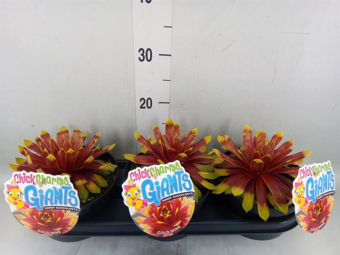 Sempervivum  'ChickCh Gi Gold Mine'