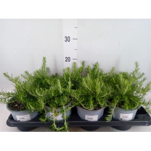 Rosmarinus offi. 'Prostratus'