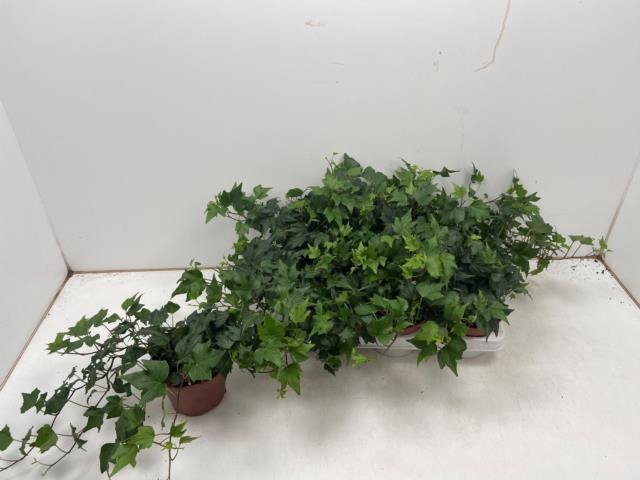 <h4>HED HE GREEN RIPPLE</h4>