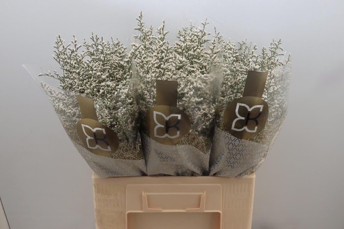 <h4>LIM MISTY WHITE</h4>