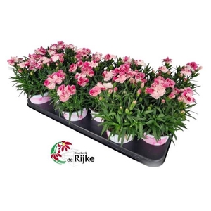 DIAN SPRINT PINK PRO