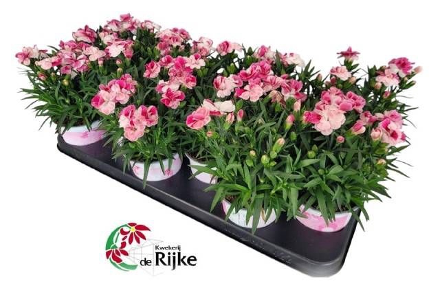 <h4>DIAN SPRINT PINK PRO</h4>