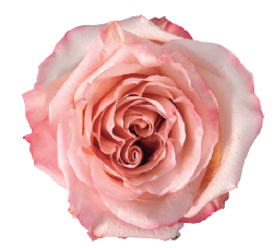 <h4>R Gr Fascination Pink 50cm EC</h4>