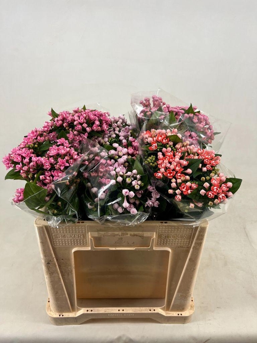 <h4>Bouvardia do mix</h4>