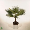 Washingtonia Filifera 26Ø 145cm