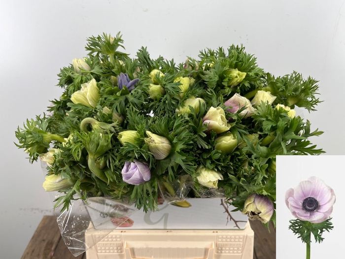 <h4>ANEM CO GALIL PASTEL</h4>