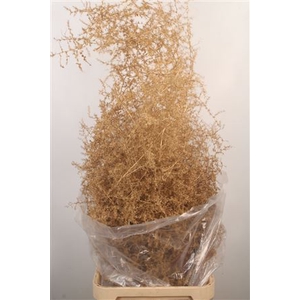 Asparagus Salv. Ant Gold