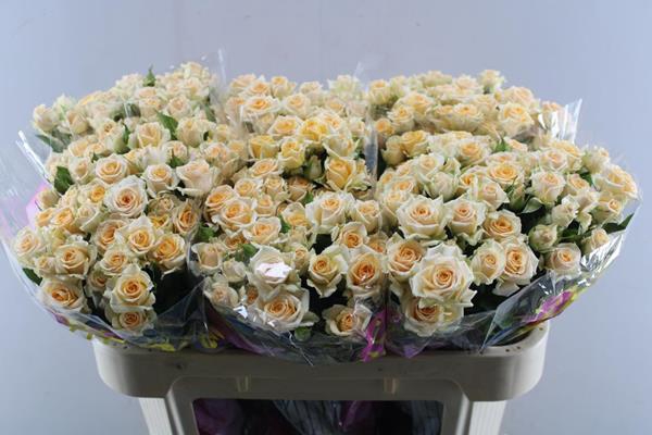 <h4>R Tr Trinity L70</h4>