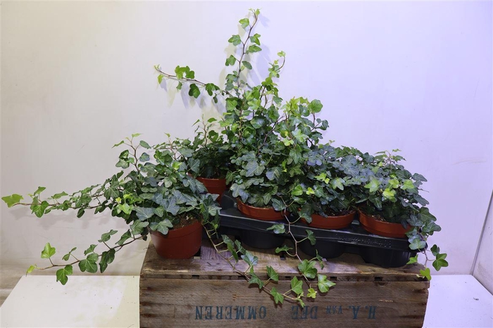 <h4>arr8 Hed He Wonder</h4>