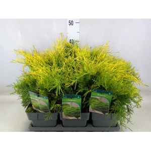 Juniperus pfitz. 'Old Gold'