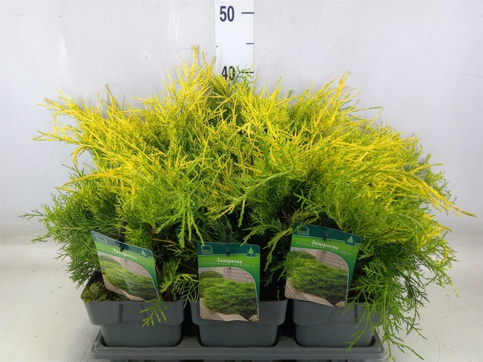 <h4>Juniperus pfitz. 'Old Gold'</h4>