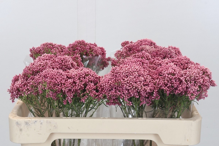 <h4>Ozothamnus Booming Pink</h4>