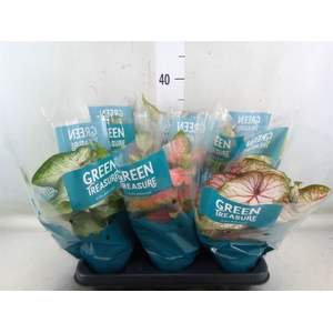 Caladium   ...mix