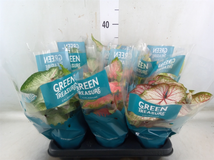 <h4>Caladium   ...mix</h4>