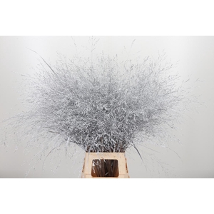 Panicum Kl Bh Zilver