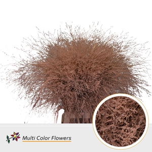 SIERGRAS COLORED SALMON