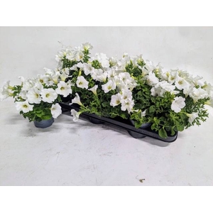 PETUNIA WHITE SURFIN