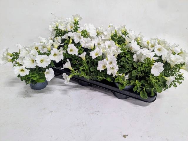 <h4>PETUNIA WHITE SURFIN</h4>