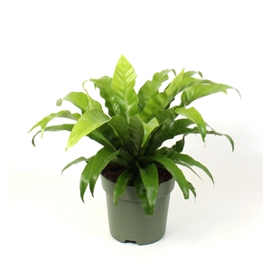 Asplenium antiquum
