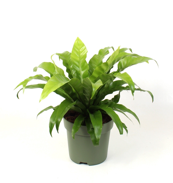 <h4>Asplenium antiquum</h4>