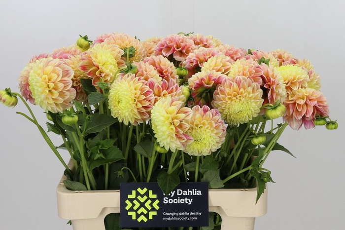 <h4>Dahlia Sweet Suzanne</h4>