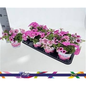 PERKPL GEM IN POT