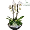 PH012 Ebbi White Deluxe