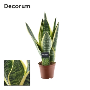 Sansevieria Futura Superba 3 stekken p.p. (Decorum)