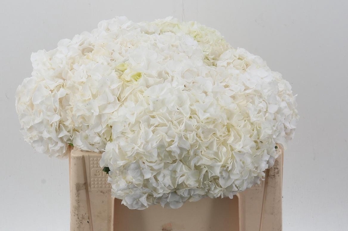 <h4>Hydr M Ch Allure</h4>