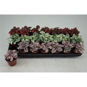 Hypoestes Mix 3 Kleuren