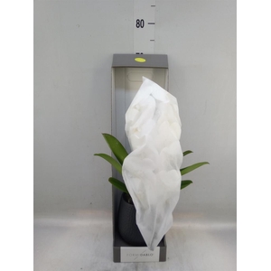 Phalaenopsis   ...white