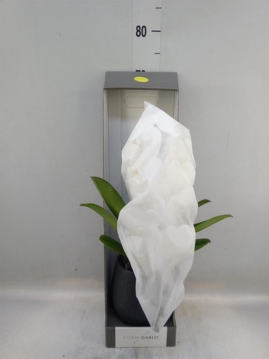 <h4>Phalaenopsis   ...white</h4>