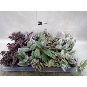 Tradescantia   ...mix