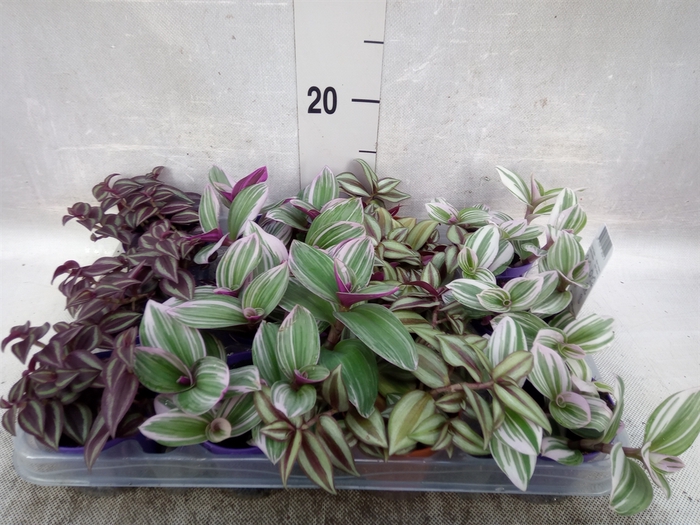 <h4>Tradescantia   ...mix</h4>