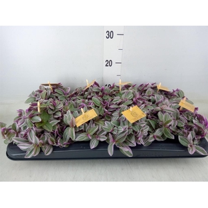 Tradescantia cerinth. 'Sweetness'