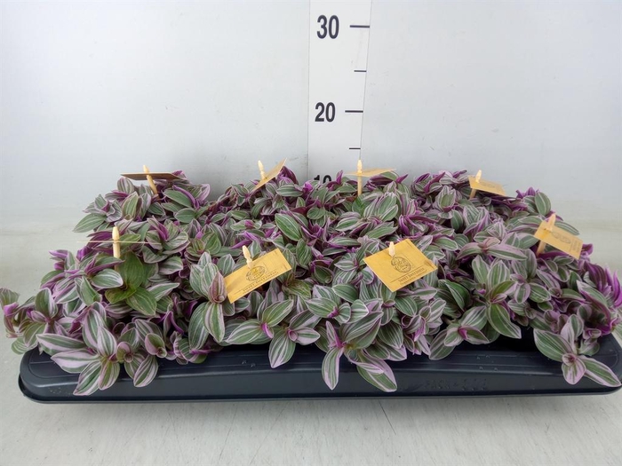<h4>Tradescantia cerinth. 'Sweetness'</h4>