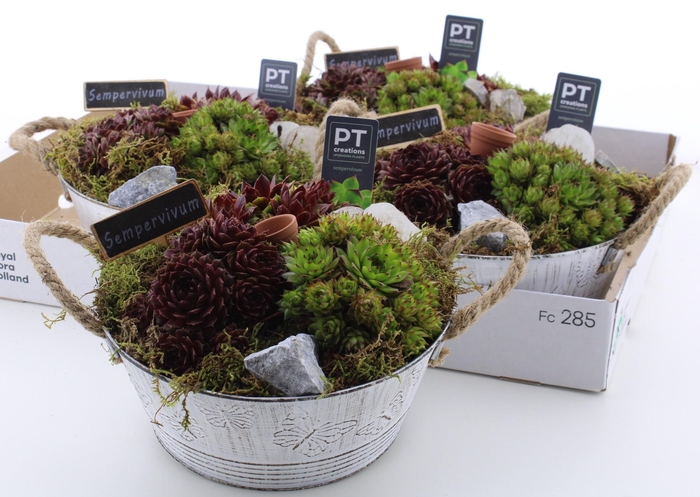 <h4>ARR SEMPERVIVUM</h4>