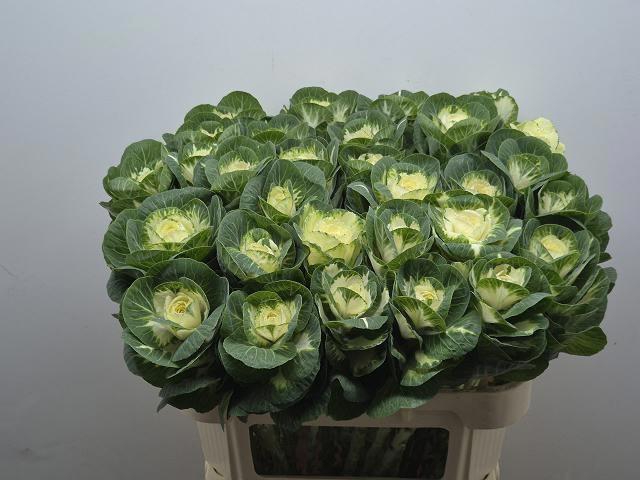 <h4>BRASS WHITE CRANE</h4>