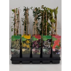 Overige klimplantenmix: Hydrangea, Jasminum, Campsis, Akebia, Passiflora