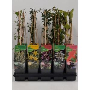 Overige klimplantenmix: Hydrangea, Jasminum, Campsis, Akebia, Passiflora