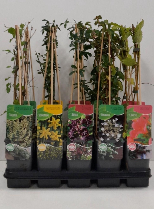 <h4>Overige klimplantenmix: Hydrangea, Jasminum, Campsis, Akebia, Passiflora</h4>