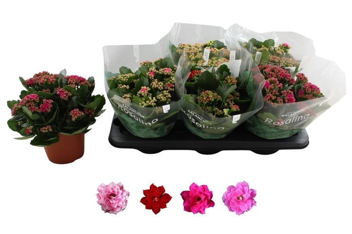 <h4>KAL GE RO GEM 4 KL</h4>