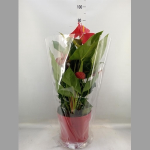 Anthurium andr. 'Oklahoma'