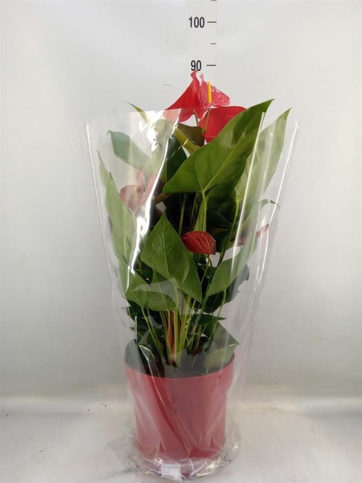 <h4>Anthurium andr. 'Oklahoma'</h4>
