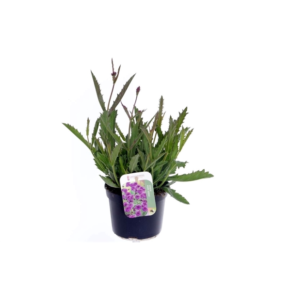 <h4>Verbena rigida Venosa</h4>