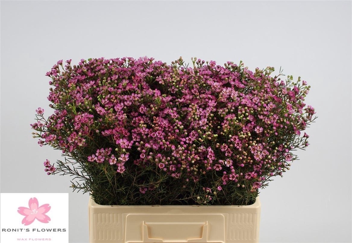 <h4>Chame Un Jupiter</h4>