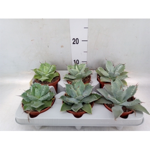 Agave potatorum