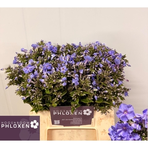 PHLOX P BUTTERFLY