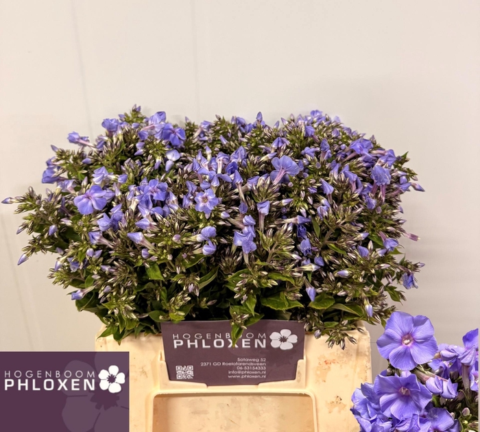 <h4>PHLOX P BUTTERFLY</h4>